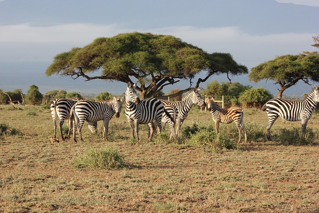 Lake Nakuru National Park - Masai Mara Reserve
