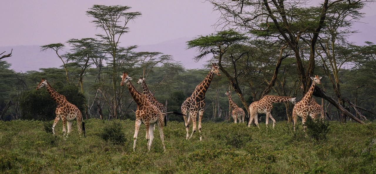 Samburu Game Reserve - Lake Nakuru national Park